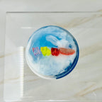 Gummy Bears at the Beach